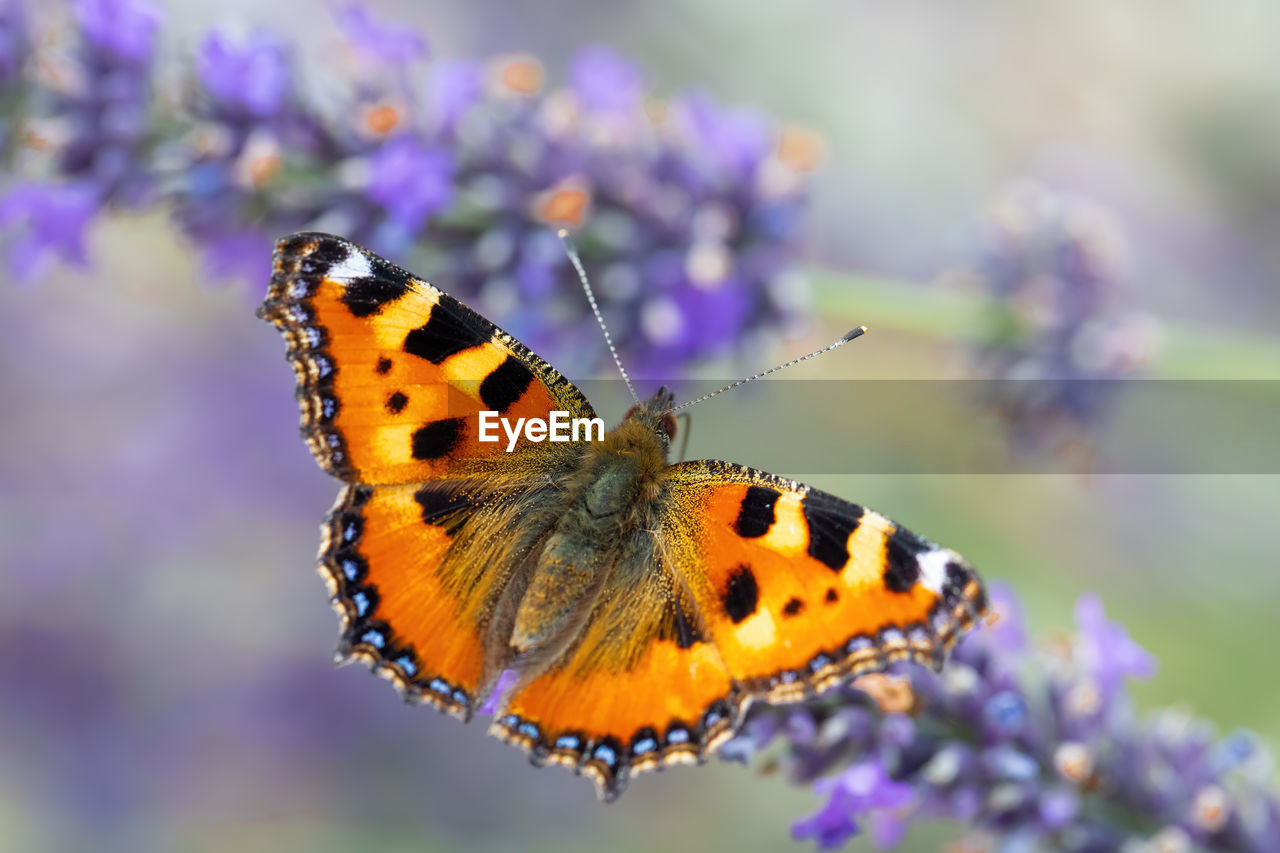 close-up of butterfly on flower