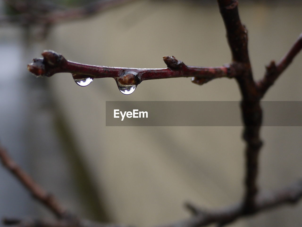 Close-up of raindrops on twig