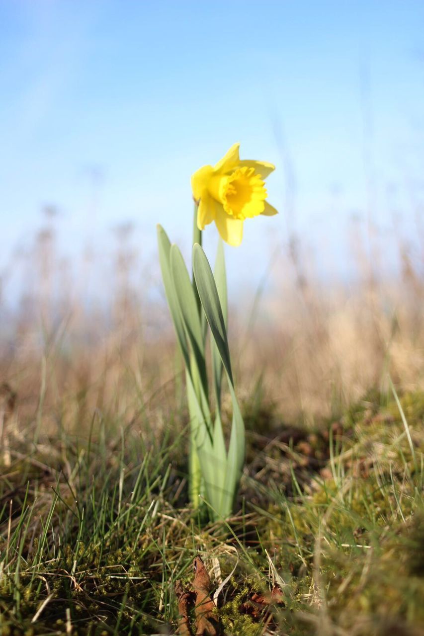 Close-up of yellow flowers blooming in field