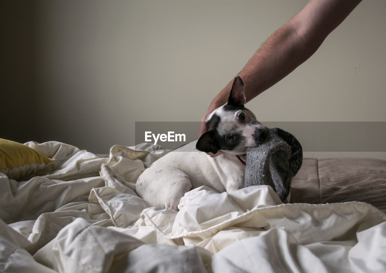 Close-up of dog on bed