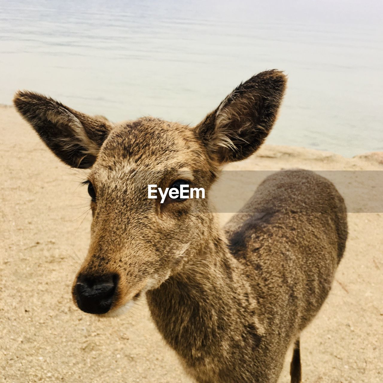 CLOSE-UP PORTRAIT OF A YOUNG ANIMAL