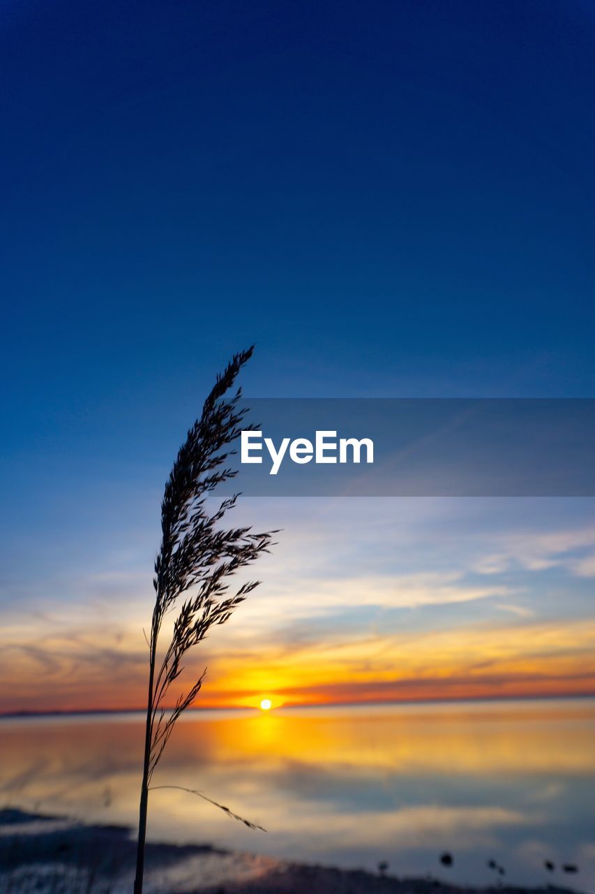 LOW ANGLE VIEW OF SILHOUETTE PLANT AGAINST ORANGE SKY