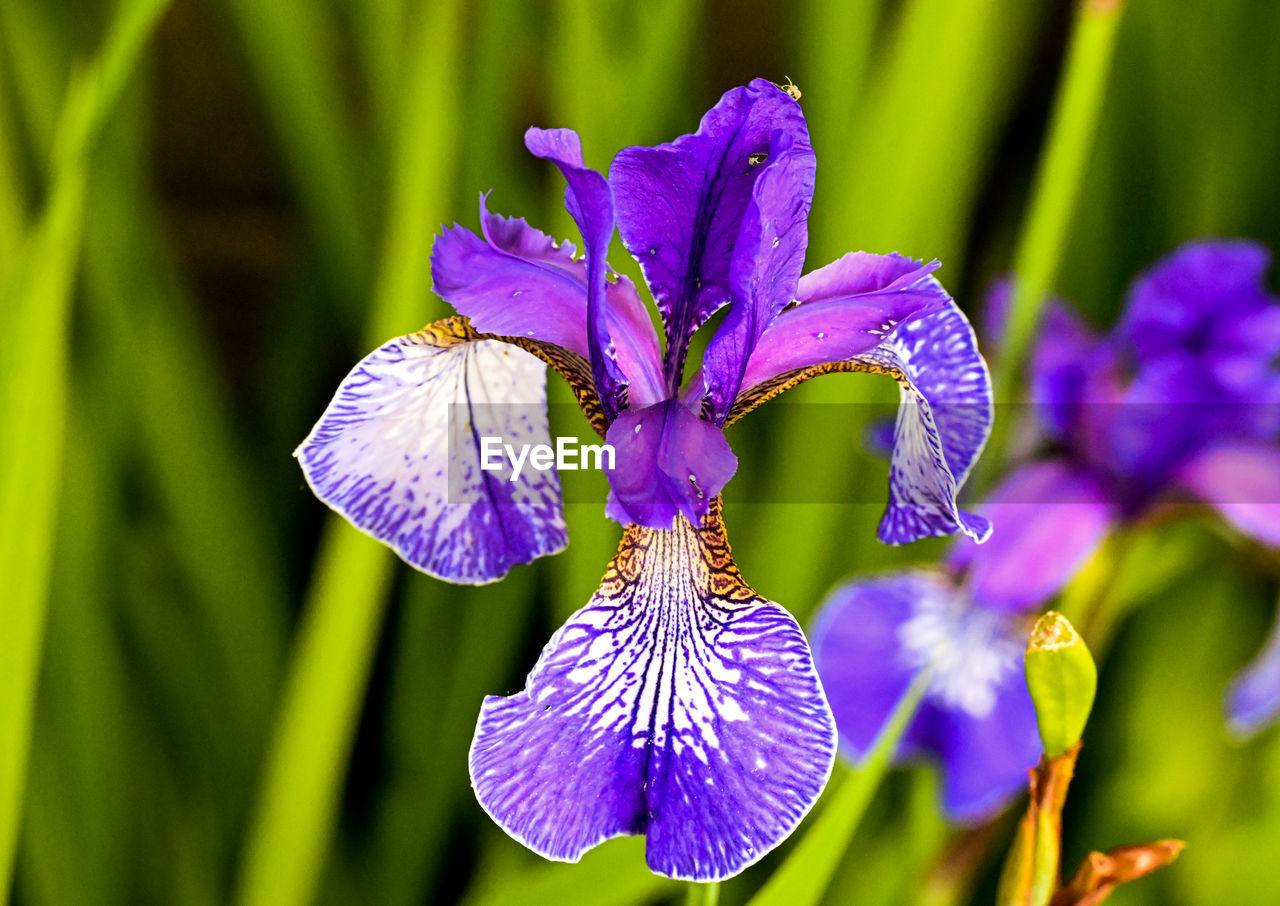 flower, flowering plant, plant, purple, beauty in nature, iris, freshness, close-up, fragility, human eye, petal, growth, nature, flower head, inflorescence, focus on foreground, macro photography, outdoors, botany, springtime, day, animal wildlife, selective focus