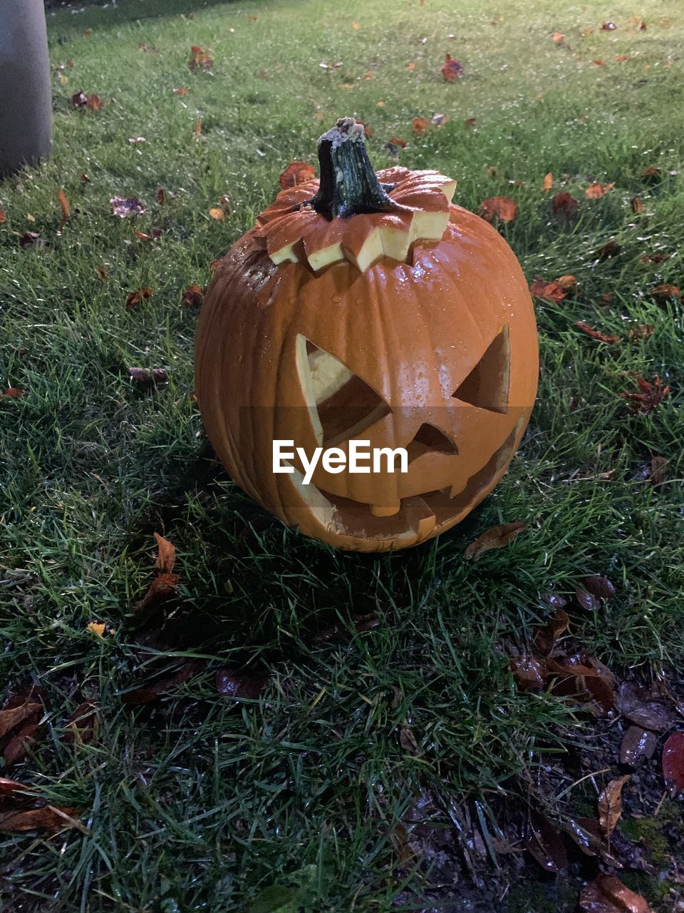 HIGH ANGLE VIEW OF PUMPKIN ON FIELD DURING AUTUMN