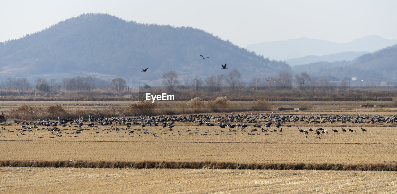 Flock of birds in the field