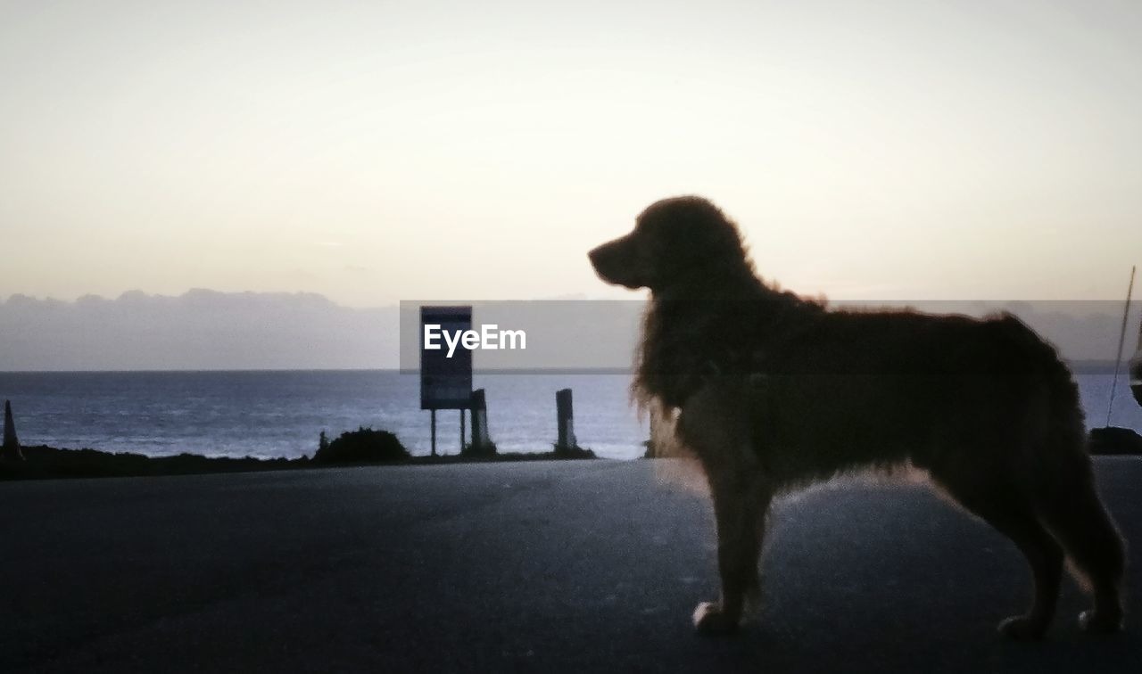 DOG LOOKING AT SEA AGAINST SKY