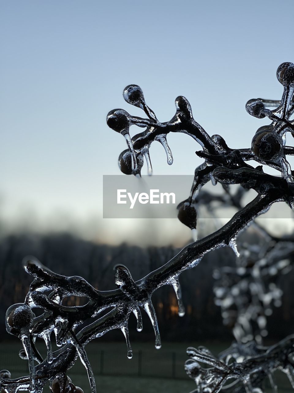 CLOSE-UP OF FROZEN PLANTS AGAINST SKY DURING WINTER