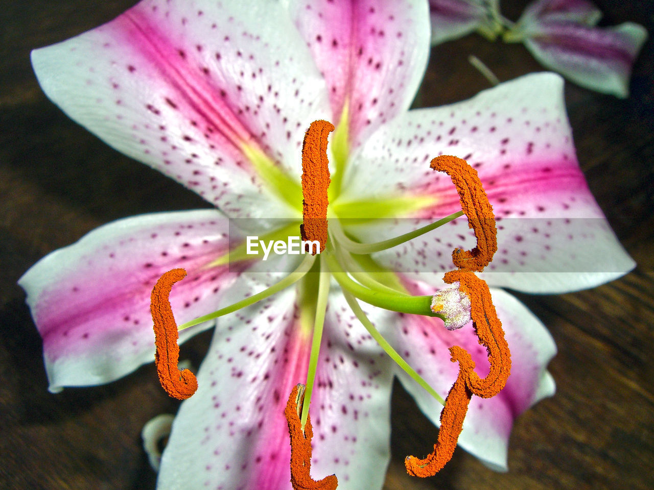 Macro shot of pink lily