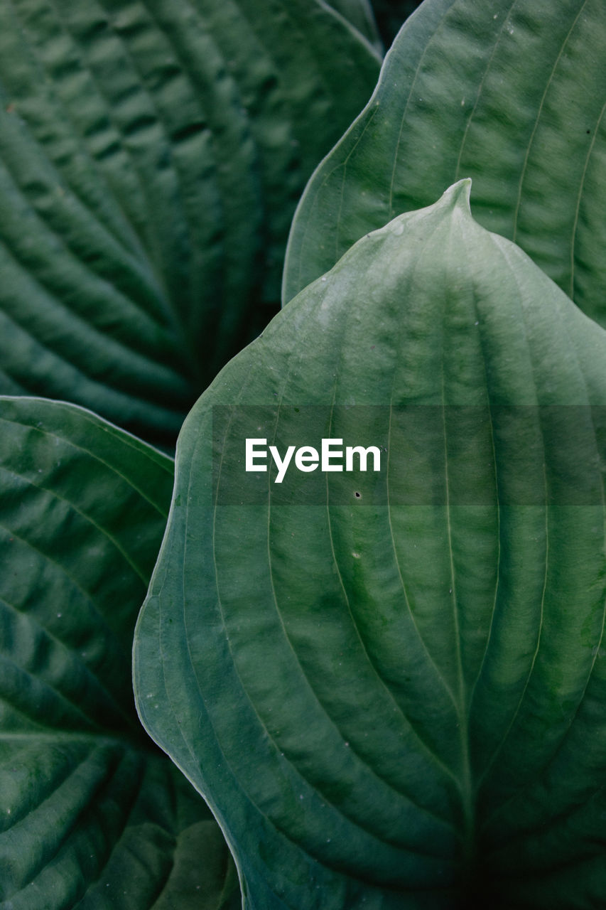 Full frame shot of green leaves