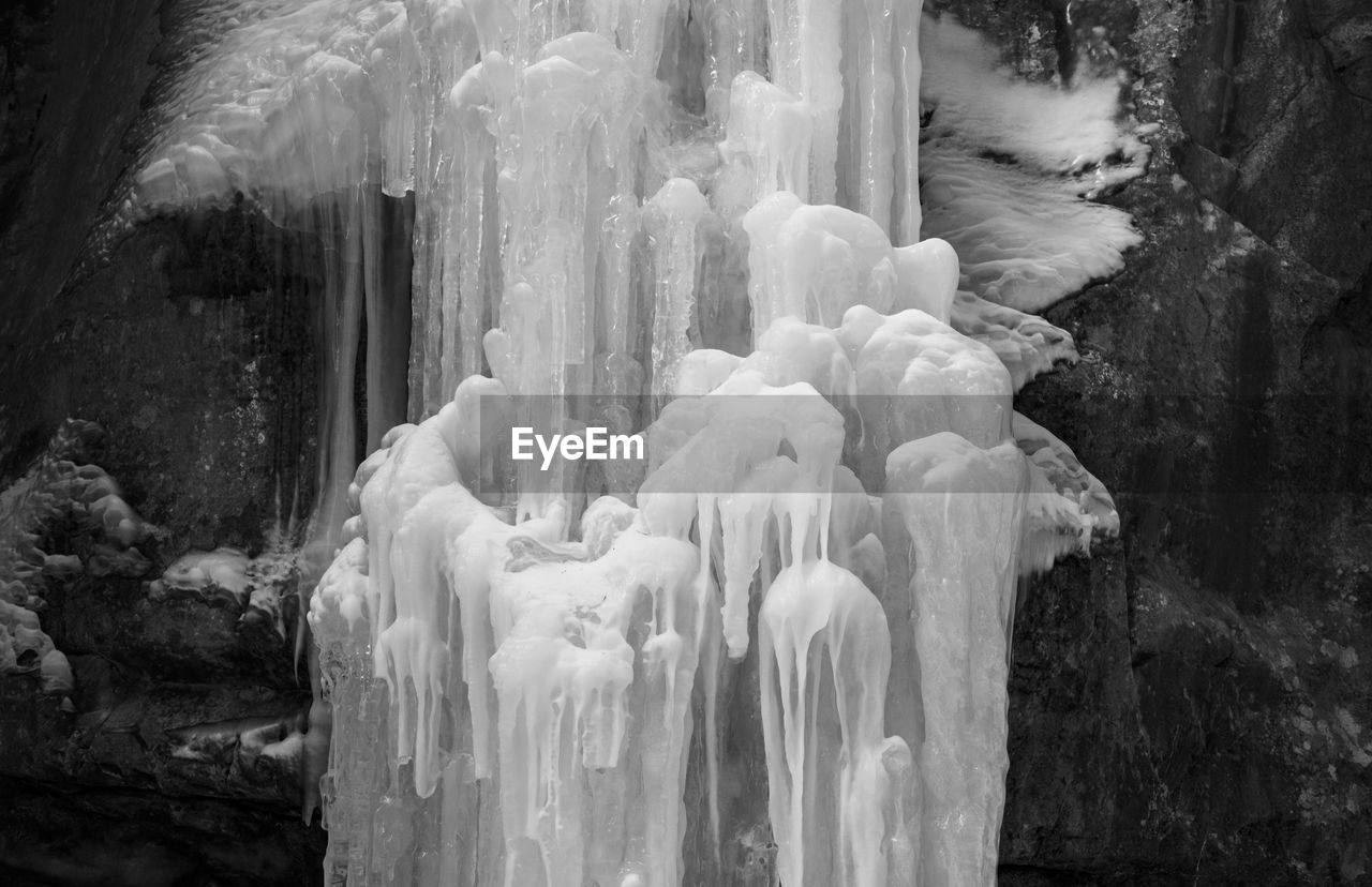 CLOSE-UP OF ICICLES ON TREE IN FOREST