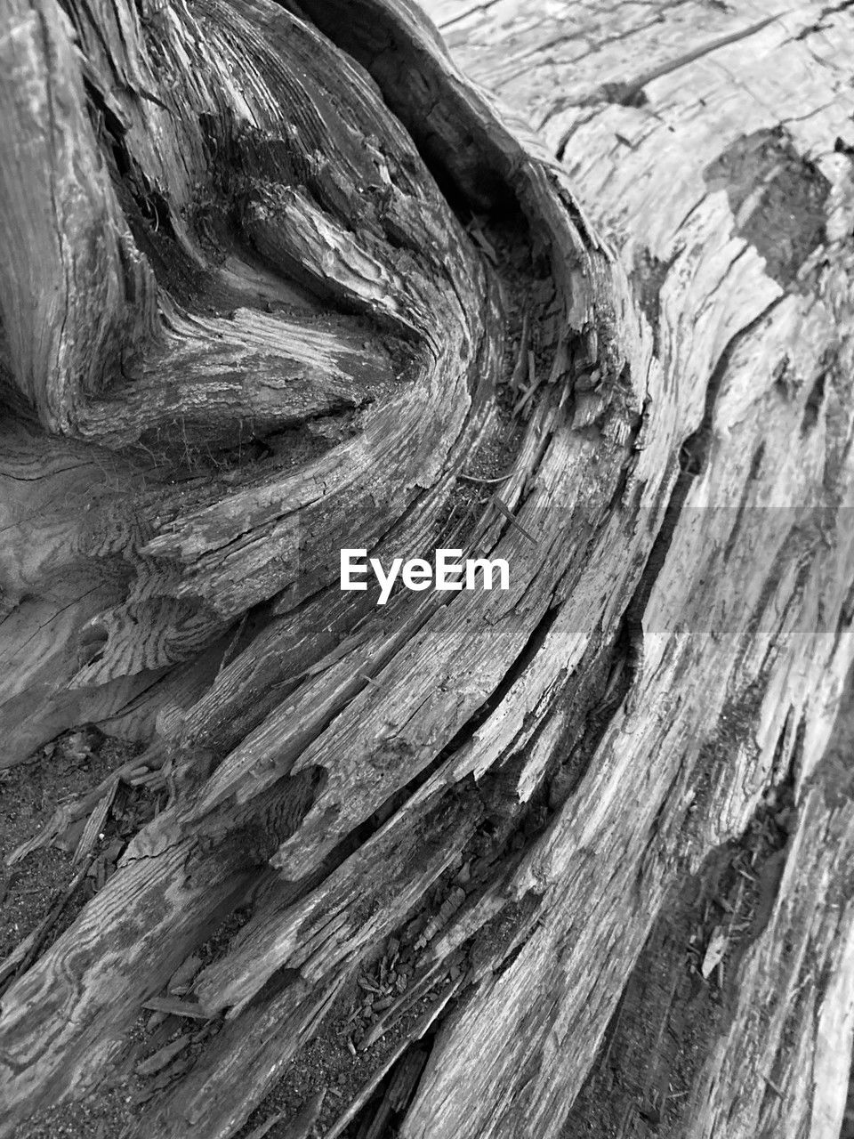 black and white, full frame, textured, wood, backgrounds, pattern, no people, monochrome photography, monochrome, trunk, tree, close-up, tree trunk, rock, day, rough, drawing, sketch, nature, outdoors, bark