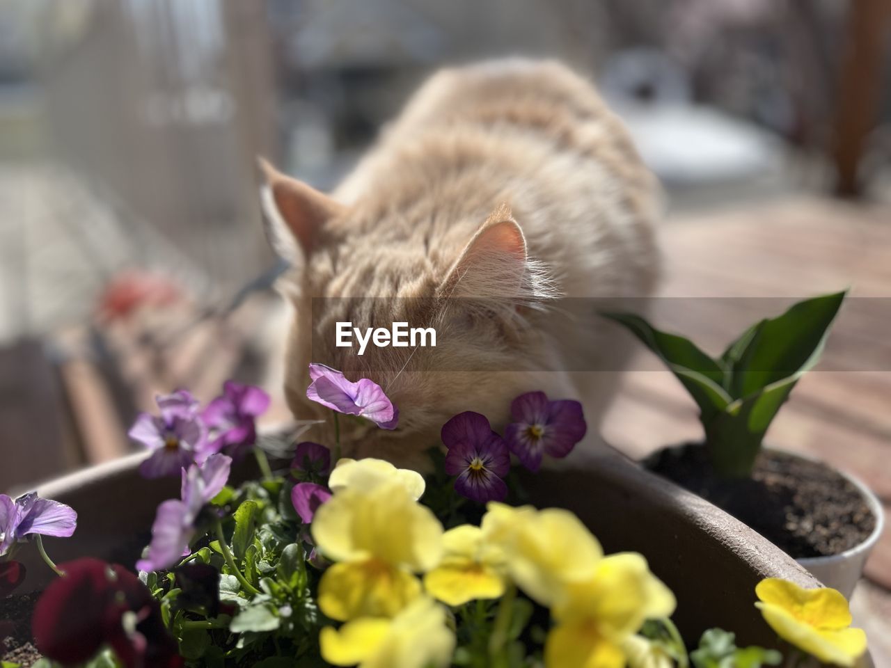 flowering plant, flower, mammal, animal, cat, animal themes, domestic animals, pet, plant, one animal, domestic cat, nature, no people, feline, beauty in nature, freshness, close-up, fragility, selective focus, cute, small to medium-sized cats, outdoors, kitten, day, spring, young animal
