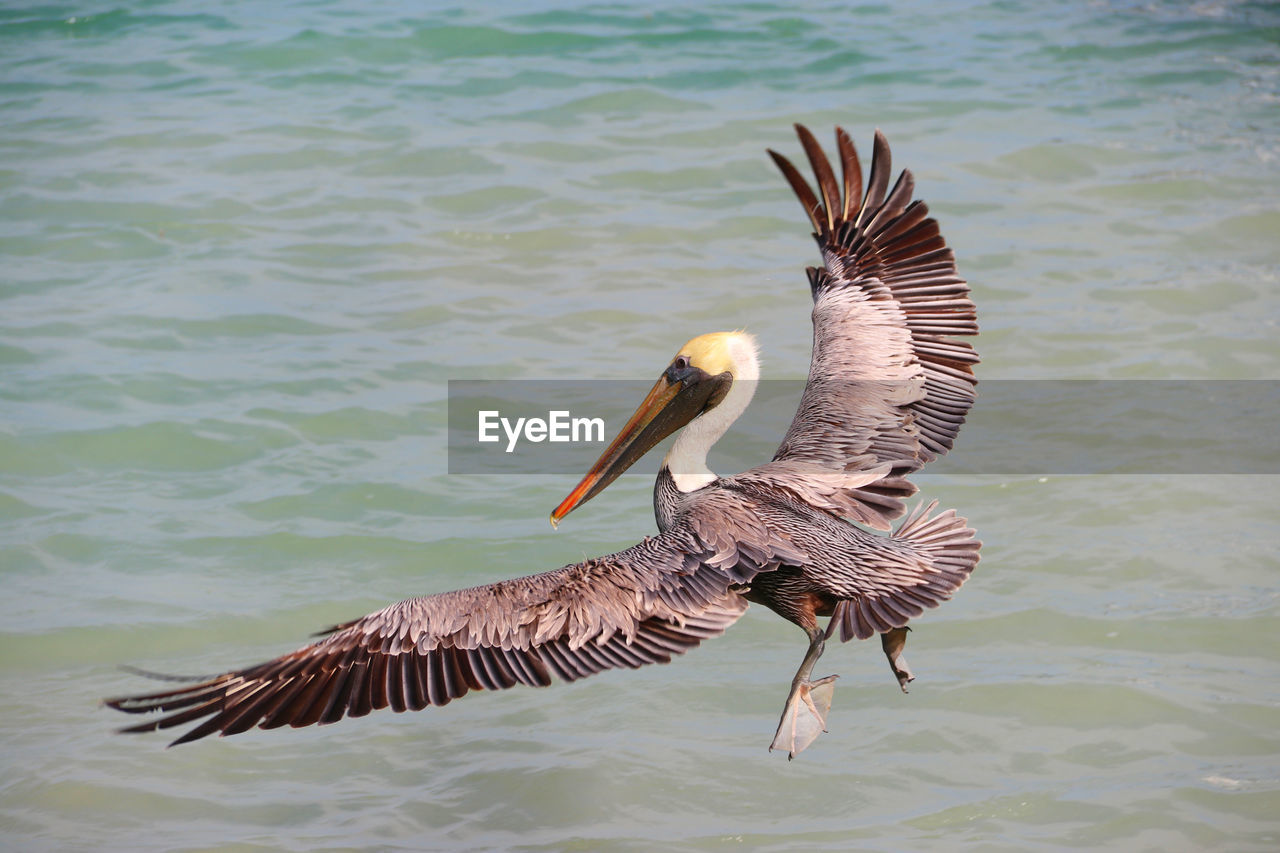 Pelican flying the sea