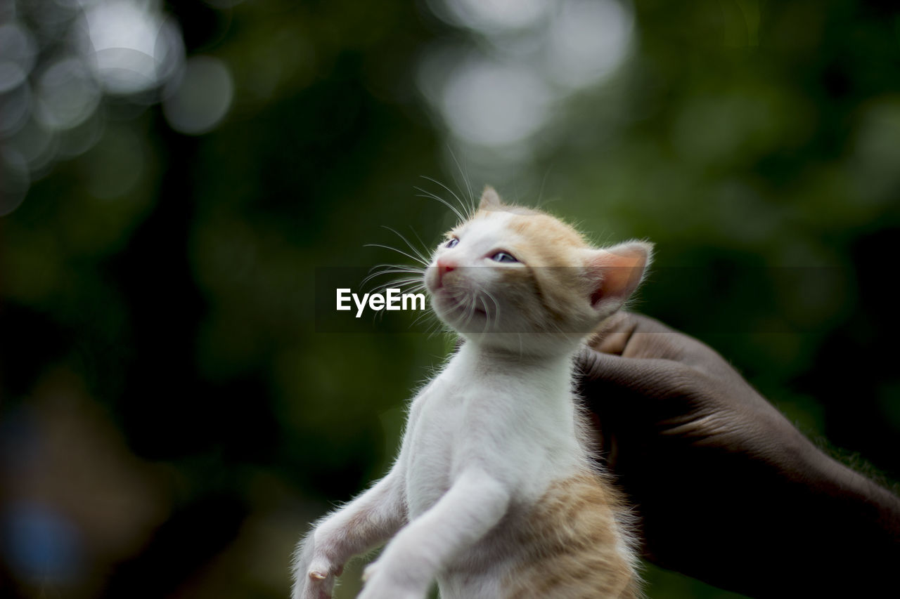 Cropped image of person holding kitten 