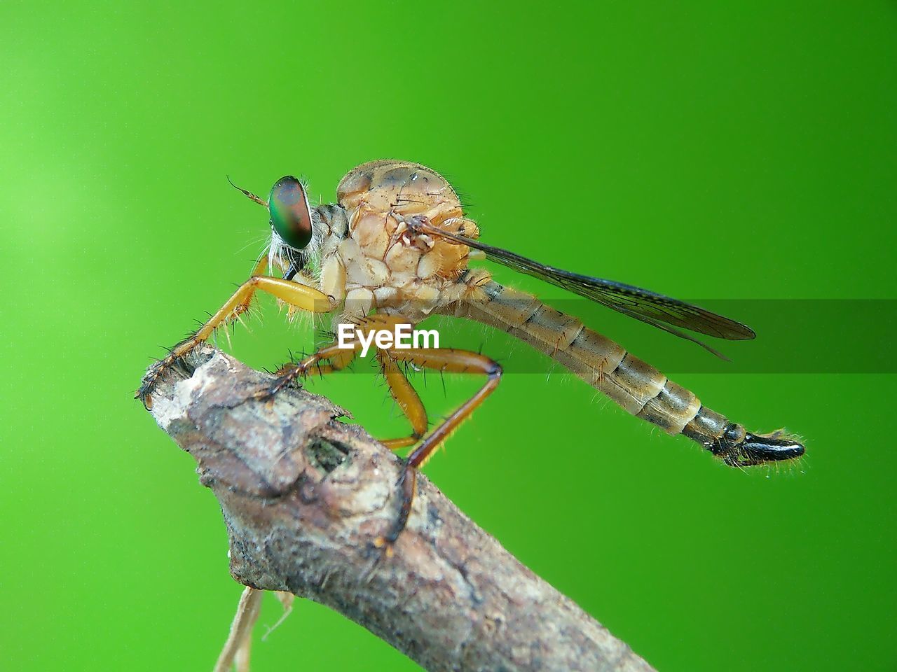 CLOSE-UP OF DRAGONFLY