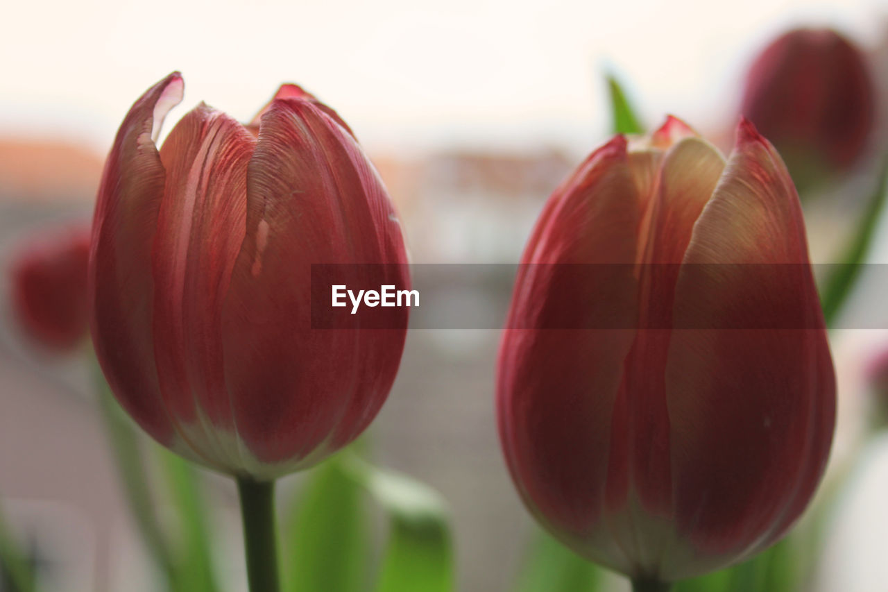 CLOSE-UP OF RED TULIP BUD