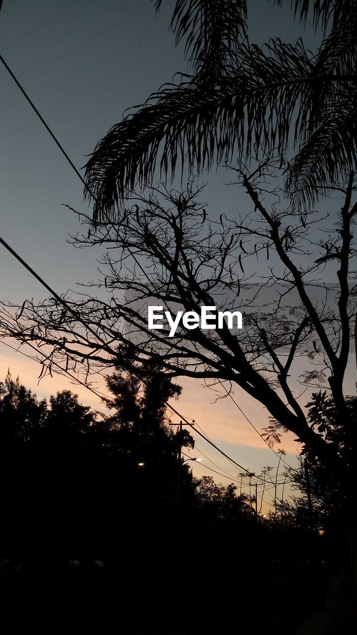 LOW ANGLE VIEW OF SILHOUETTE TREES AGAINST SKY