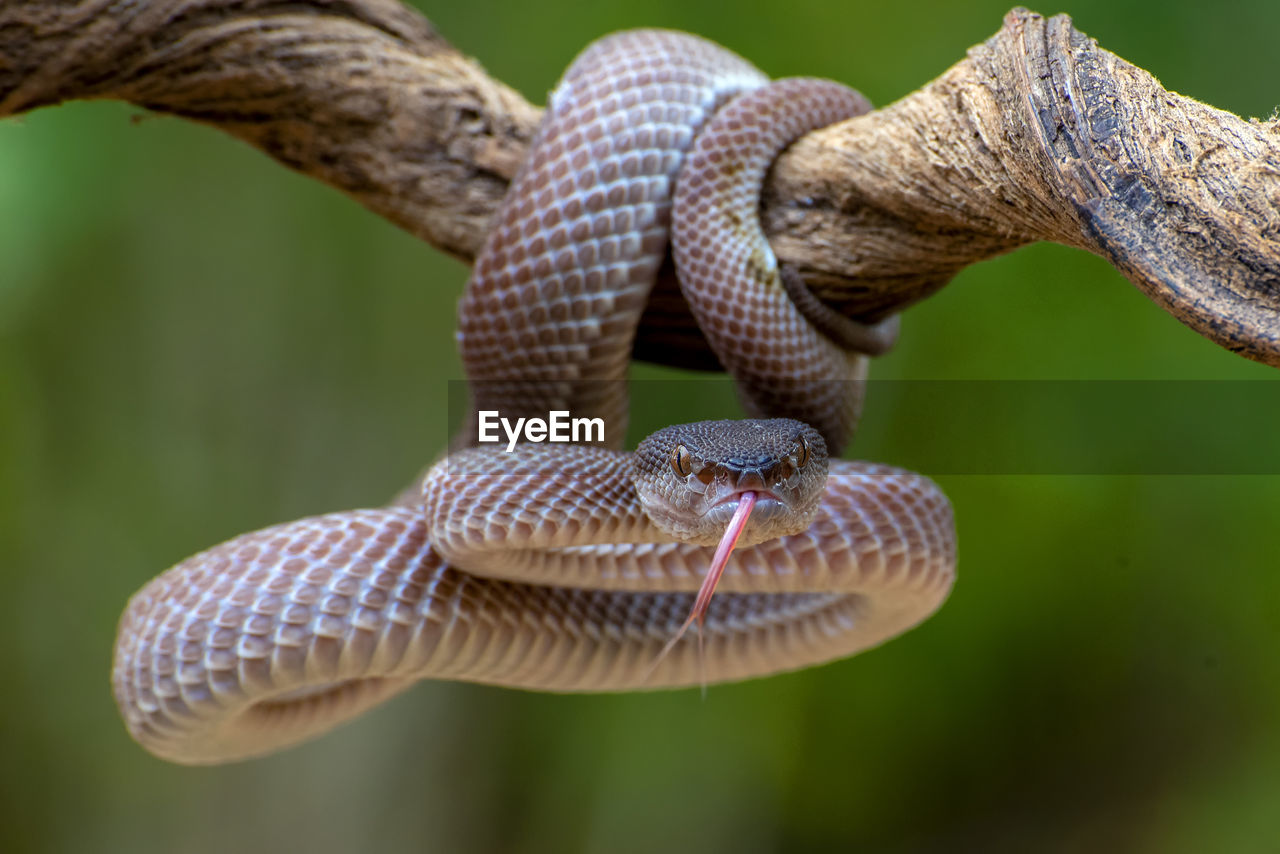 Close-up of snake on tree