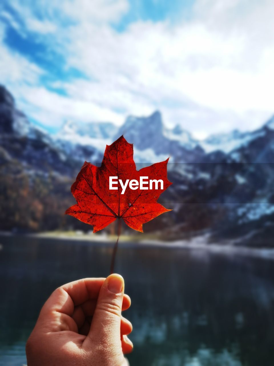 Close-up of hand holding maple leaf during autumn