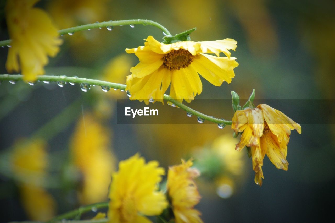 CLOSE-UP OF YELLOW FLOWERS BLOOMING