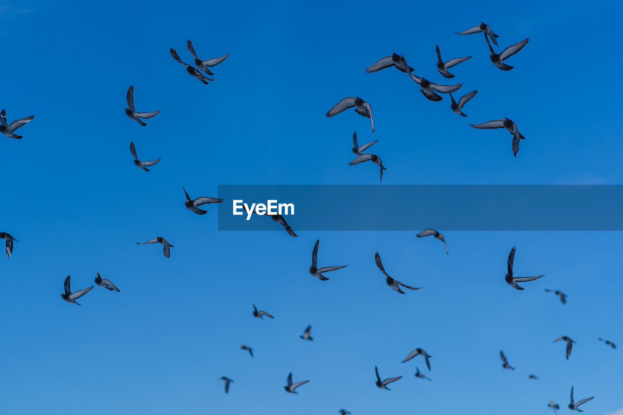 LOW ANGLE VIEW OF BIRDS FLYING