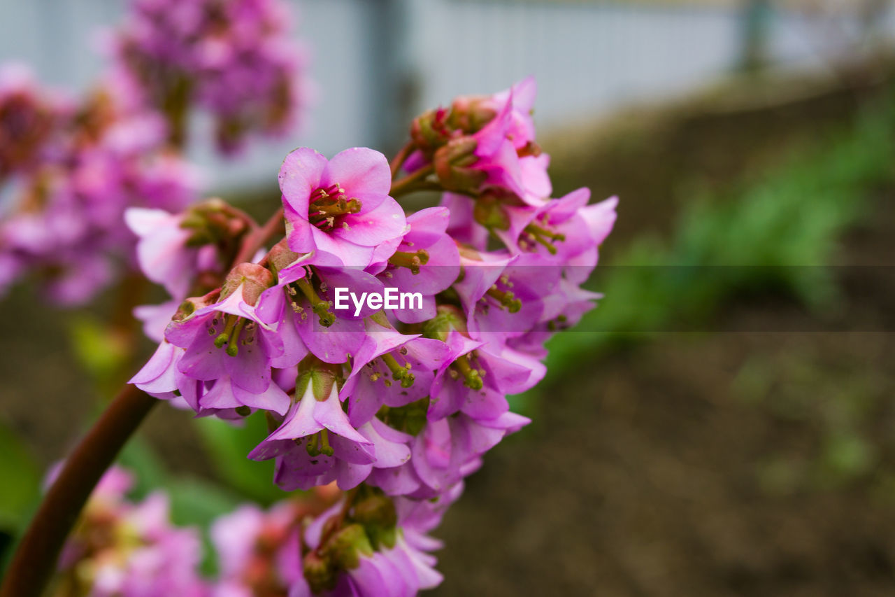 Close-up of pink flowering plant