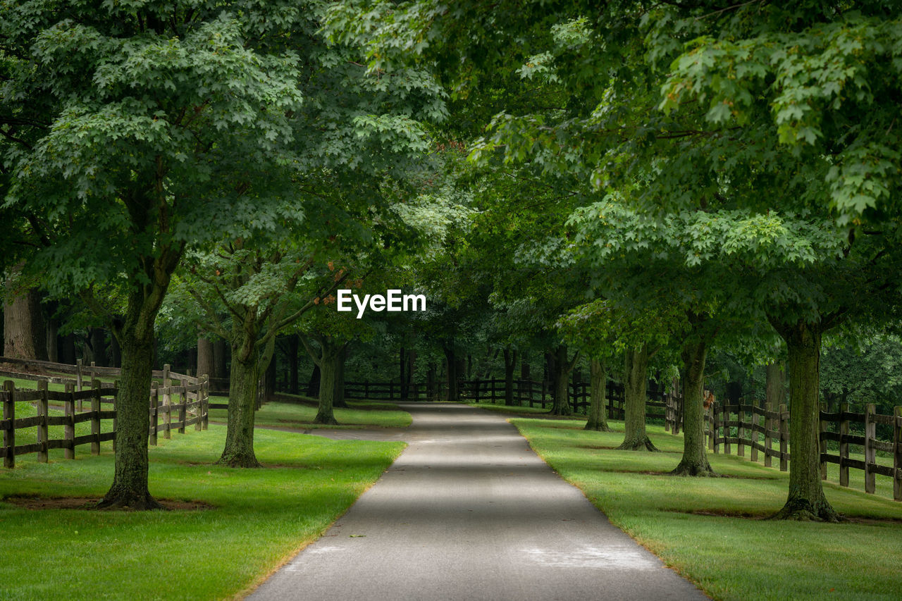 A paved road lined with trees on a cloudy summer day.