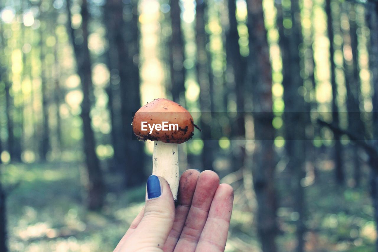 Cropped image of woman hand holding mushroom at forest