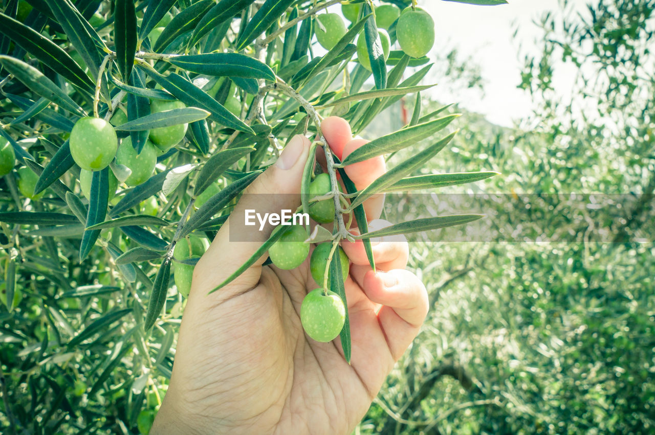 Close-up of man mangoes growing on tree