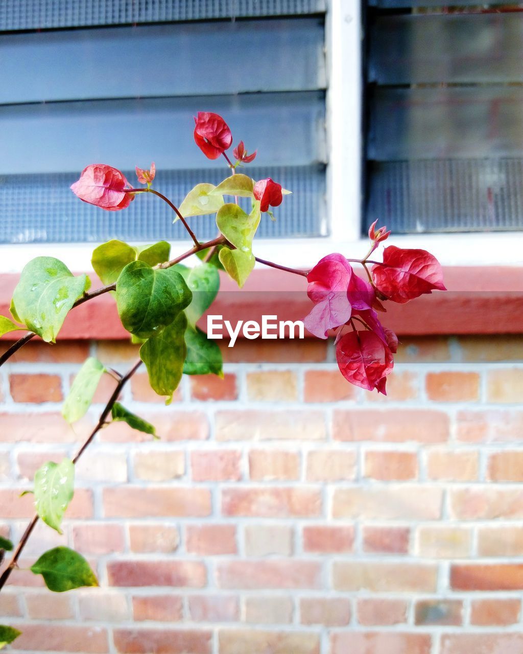 Close-up of bougainvillea against house