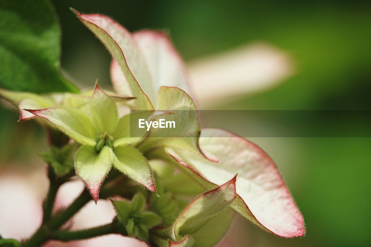 Close-up of green plant