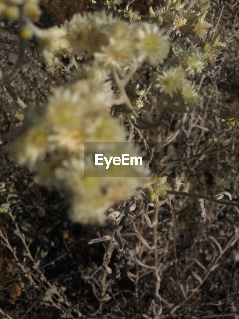 HIGH ANGLE VIEW OF FLOWERING PLANT