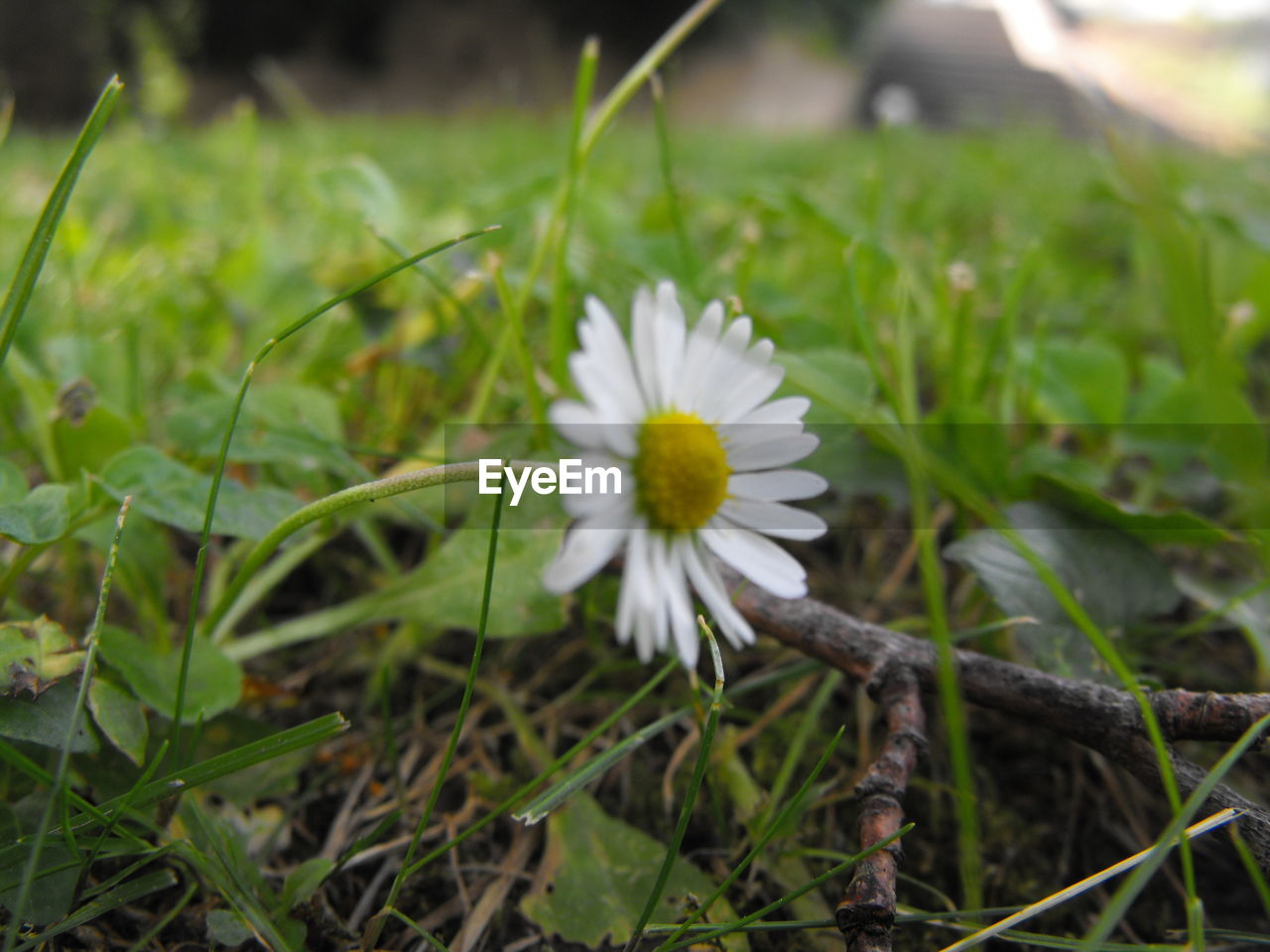 CLOSE-UP OF WHITE FLOWERS BLOOMING IN FIELD