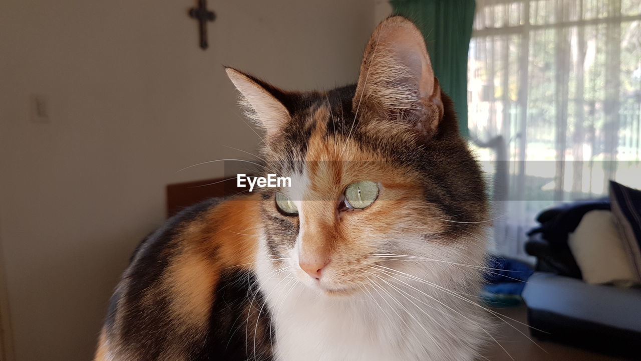 Close-up of a cat looking away at home