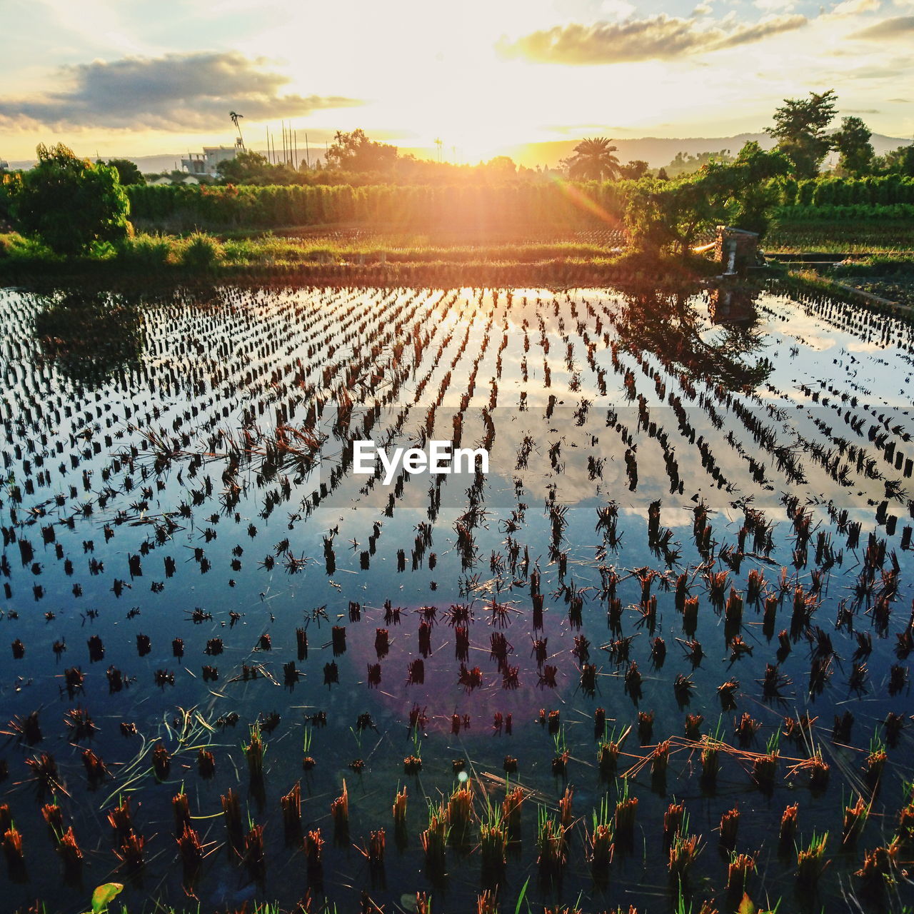 View of sunset over rice paddy