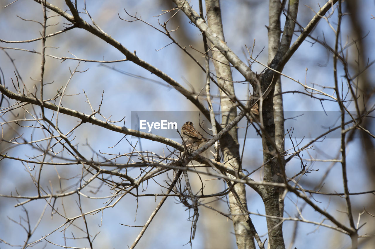 LOW ANGLE VIEW OF BIRDS PERCHING ON BARE TREE