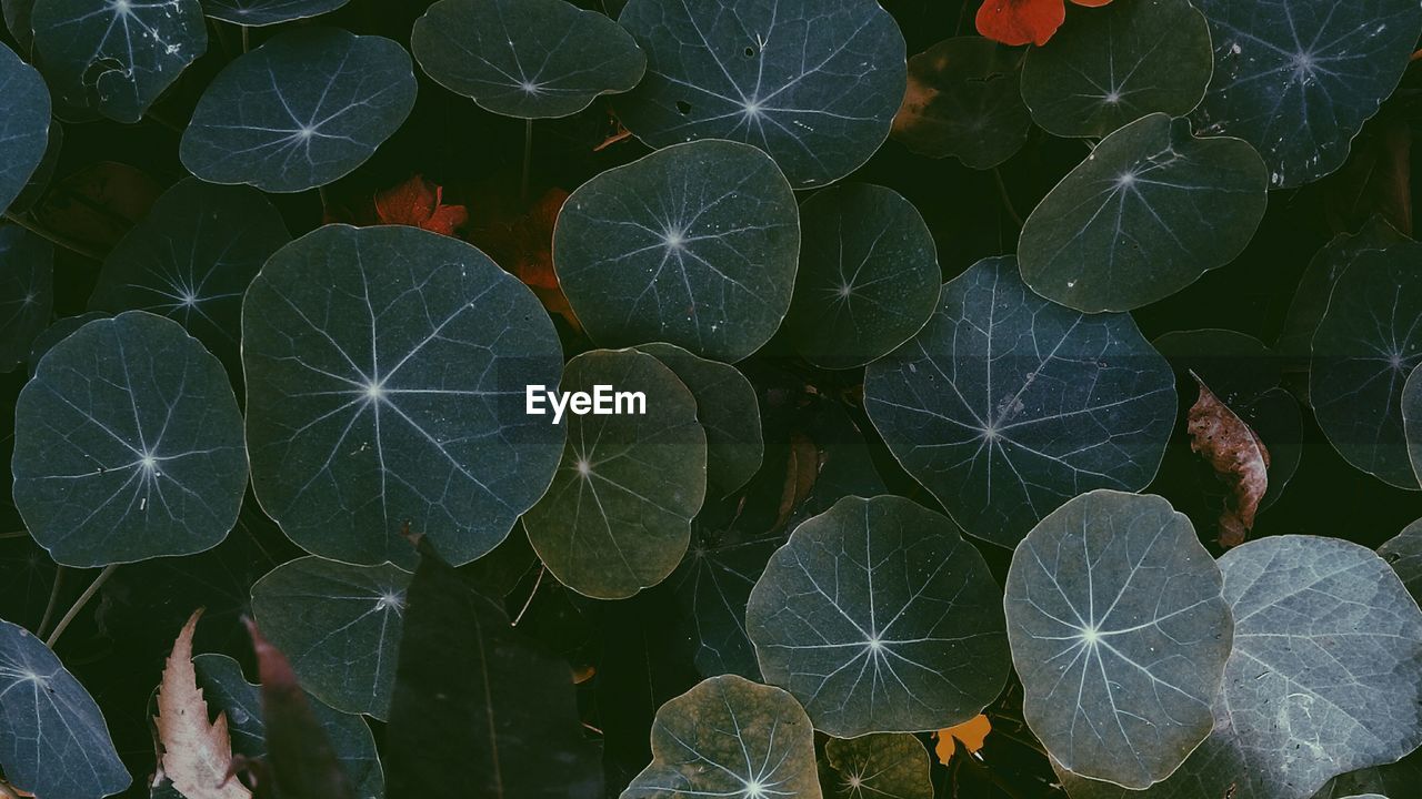 High angle view of leaves