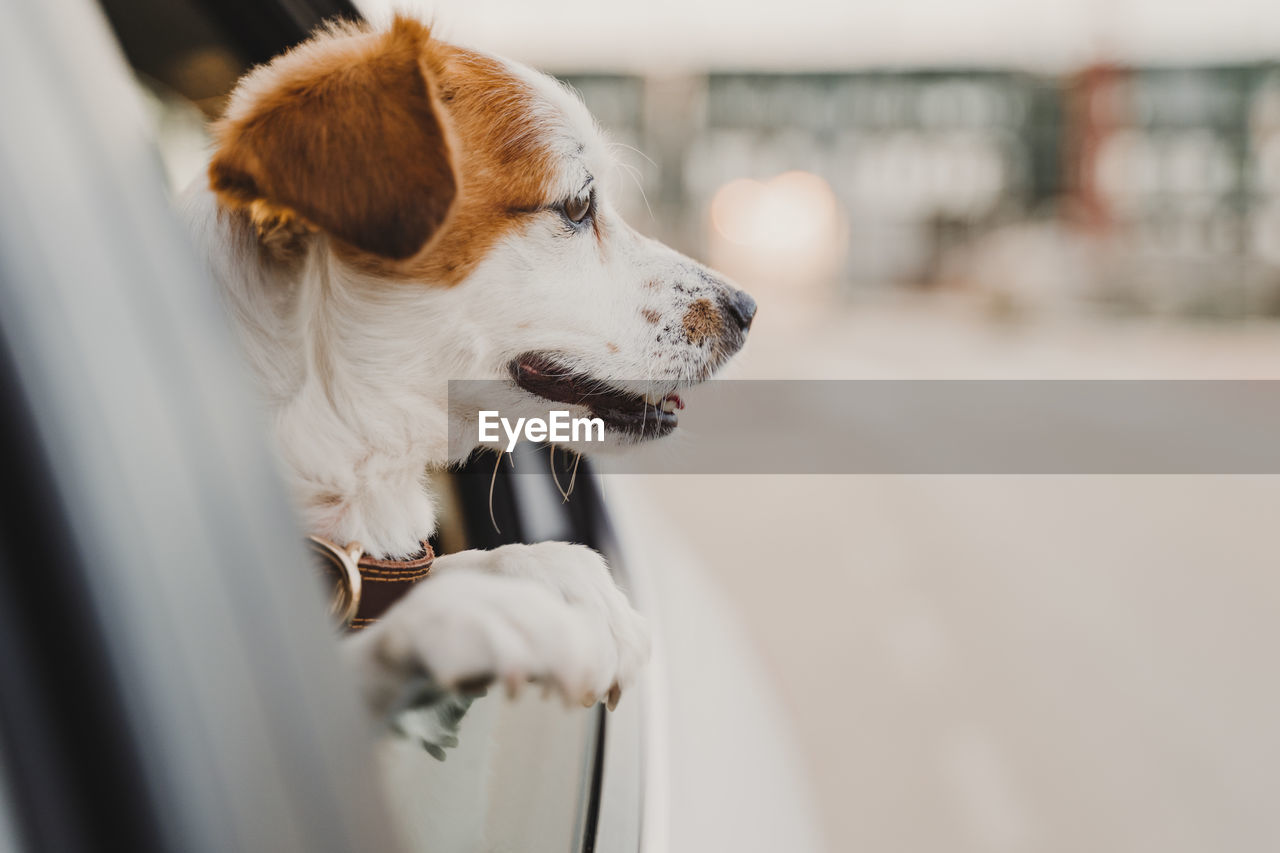 CLOSE-UP OF DOG LOOKING THROUGH CAR