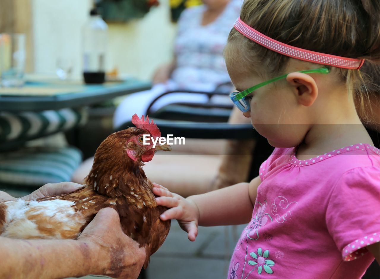 Toddler girl petting a chicken