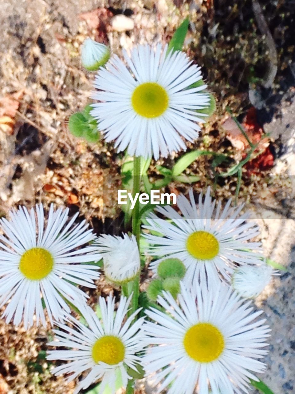 CLOSE-UP OF WHITE DAISY FLOWERS