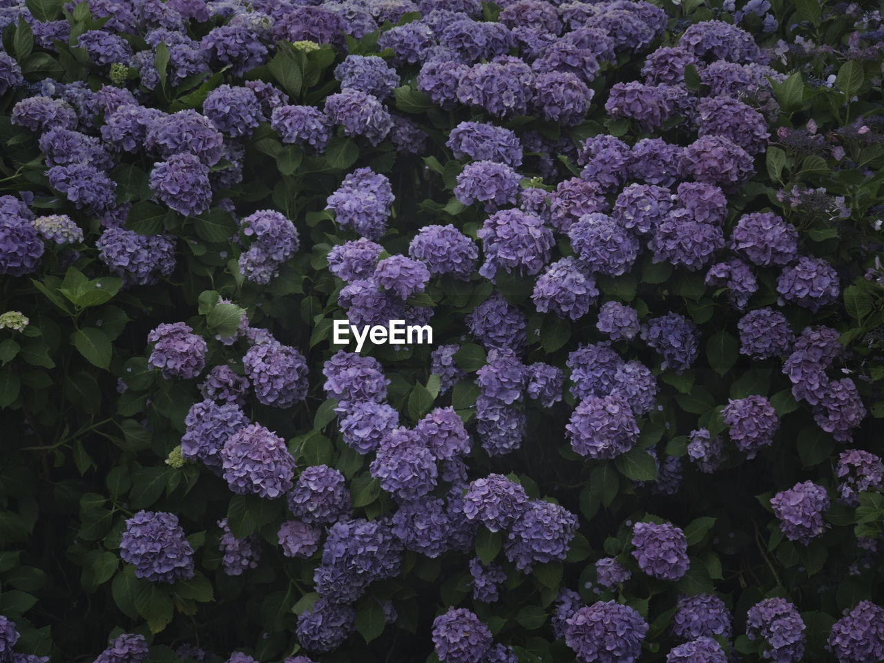 CLOSE-UP OF PURPLE FLOWERING PLANTS