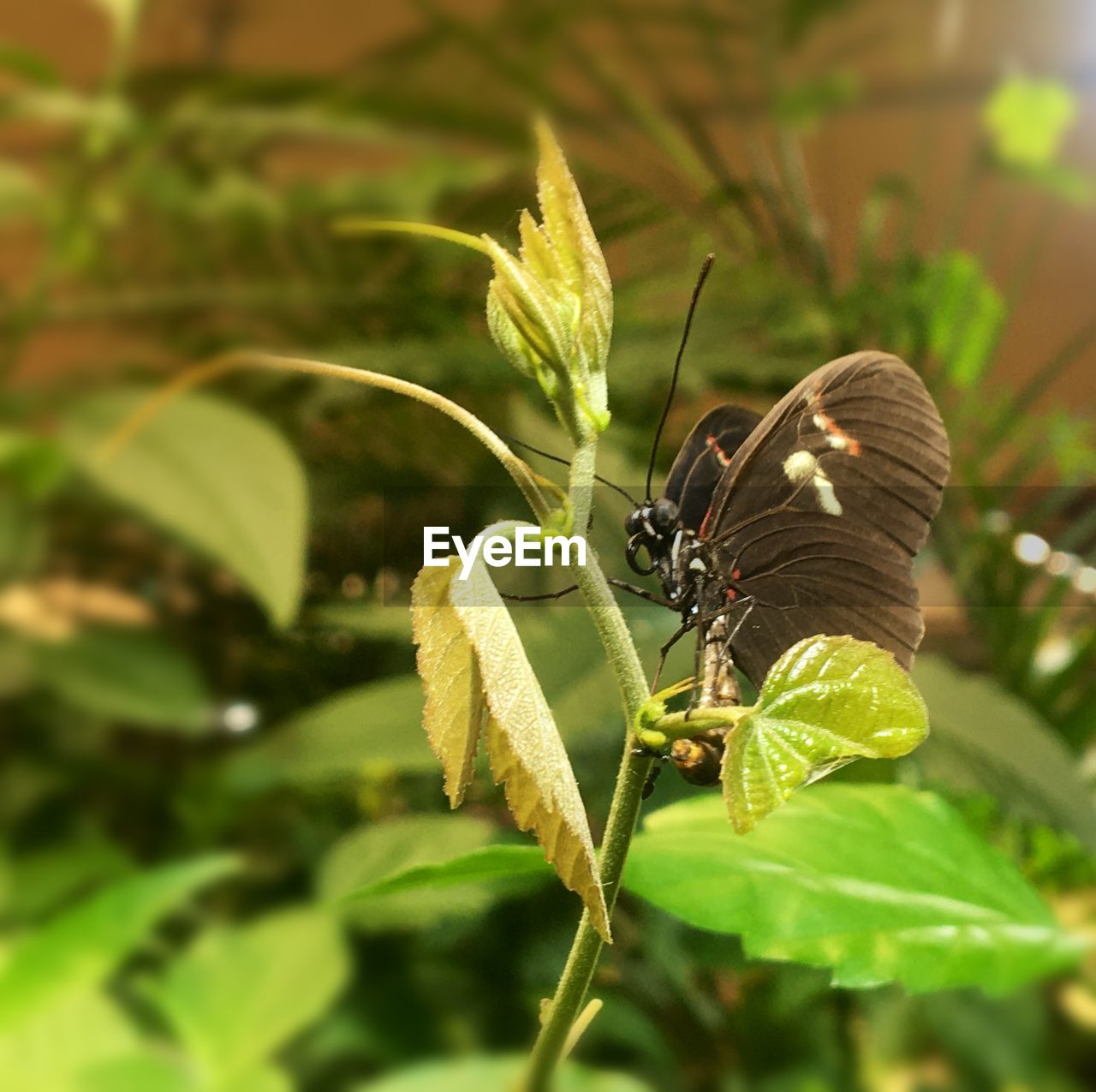 Close-up of butterfly on leaf