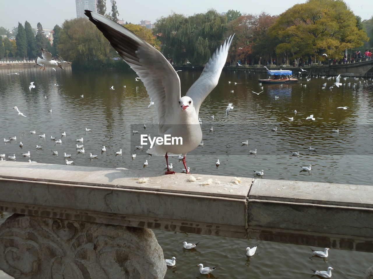 SEAGULLS FLYING ABOVE LAKE