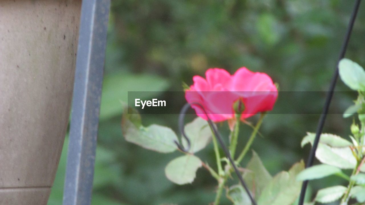 CLOSE-UP OF PINK ROSE FLOWER BLOOMING OUTDOORS