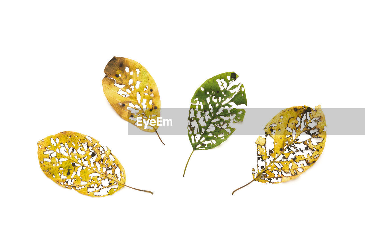 DIRECTLY ABOVE SHOT OF FRUITS ON WHITE BACKGROUND