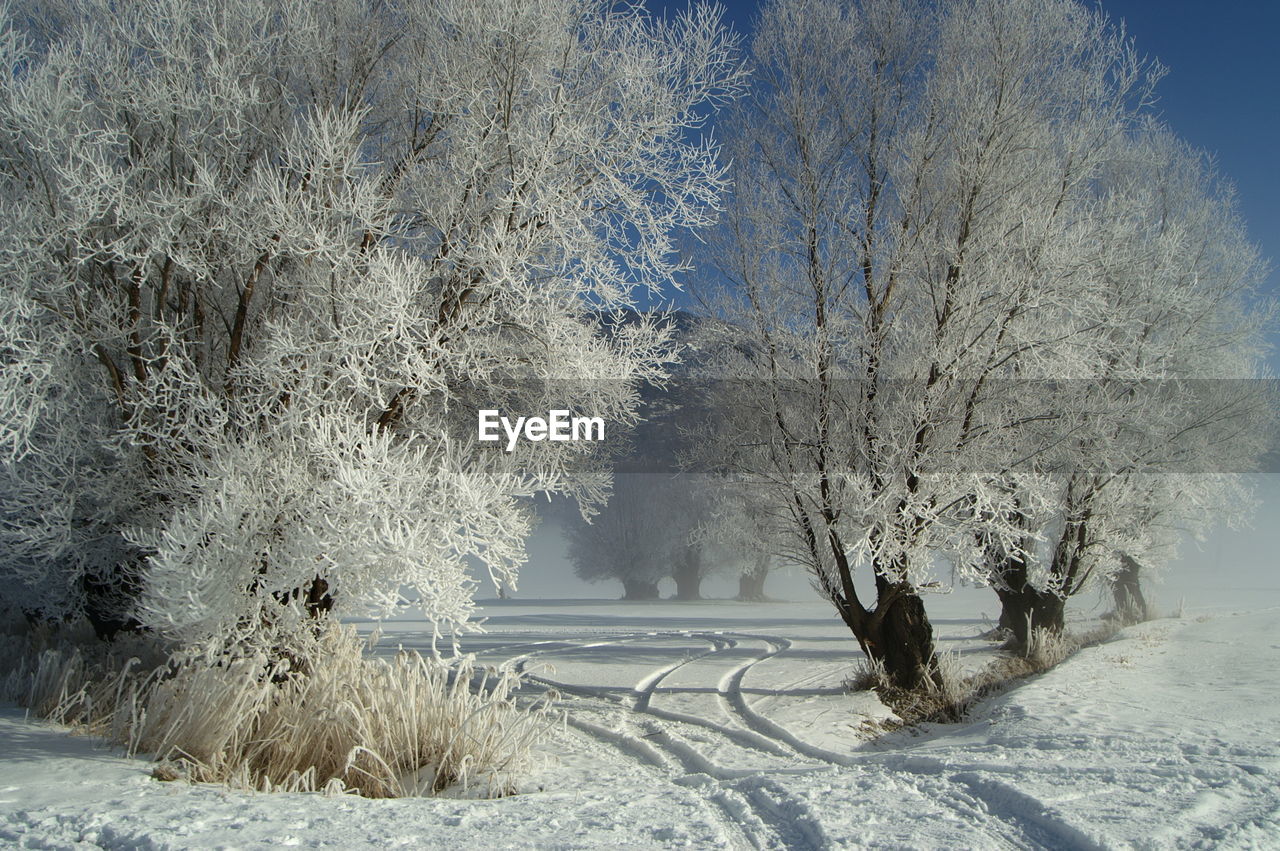 Bare trees on snow covered landscape