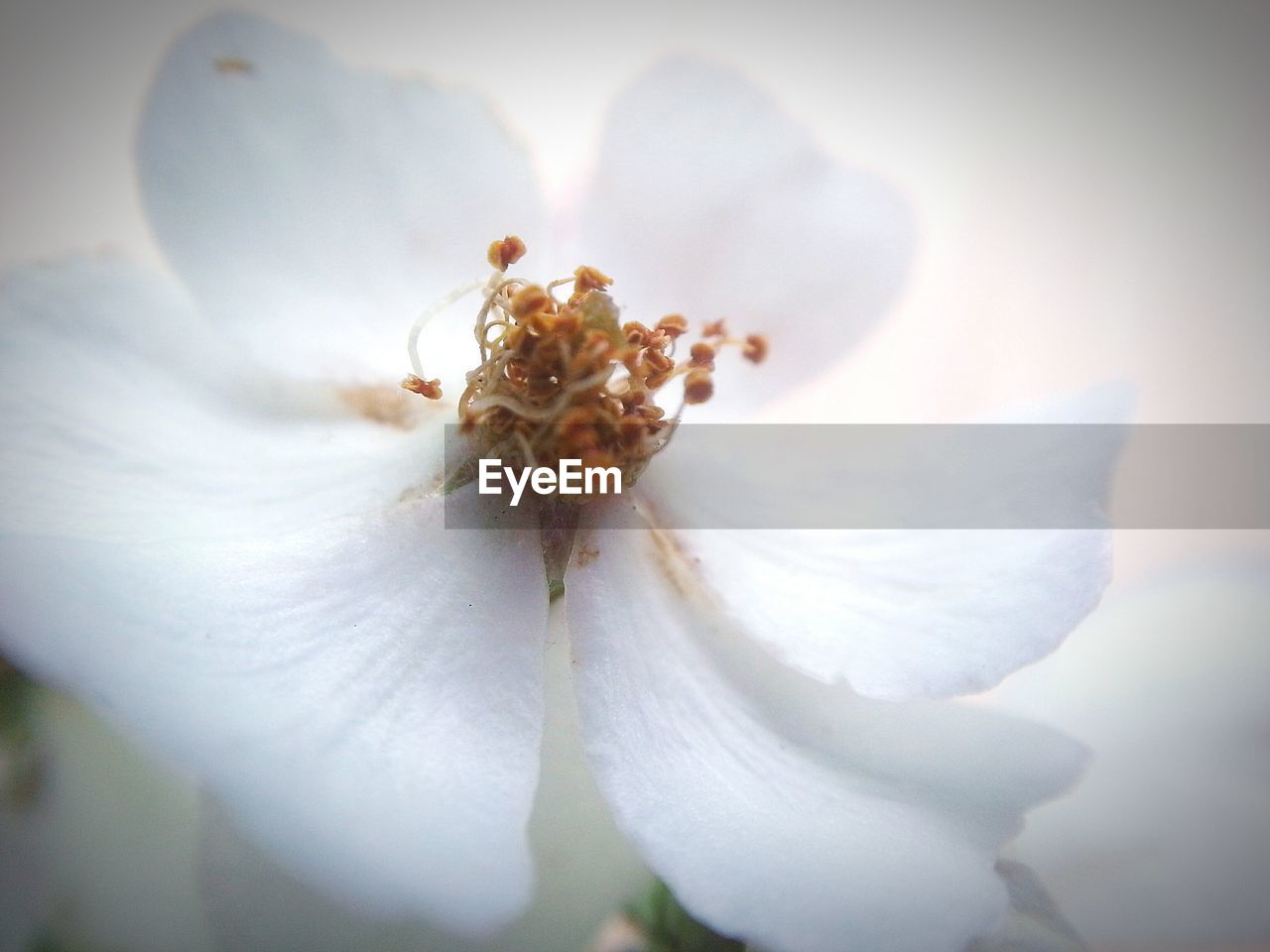 Macro shot of wild rose