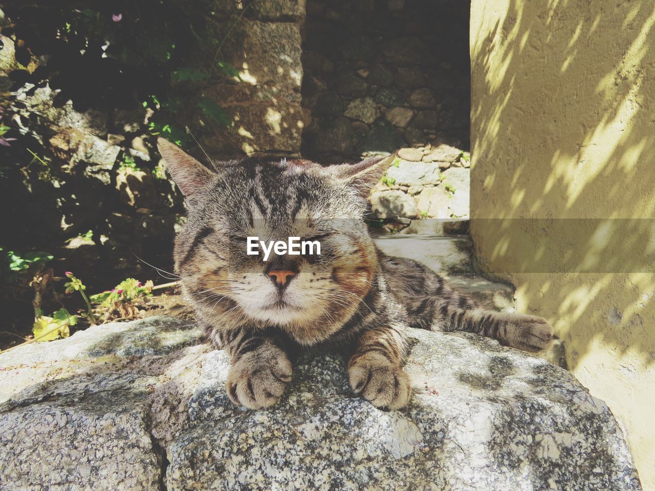 Close-up of cat sleeping on rock