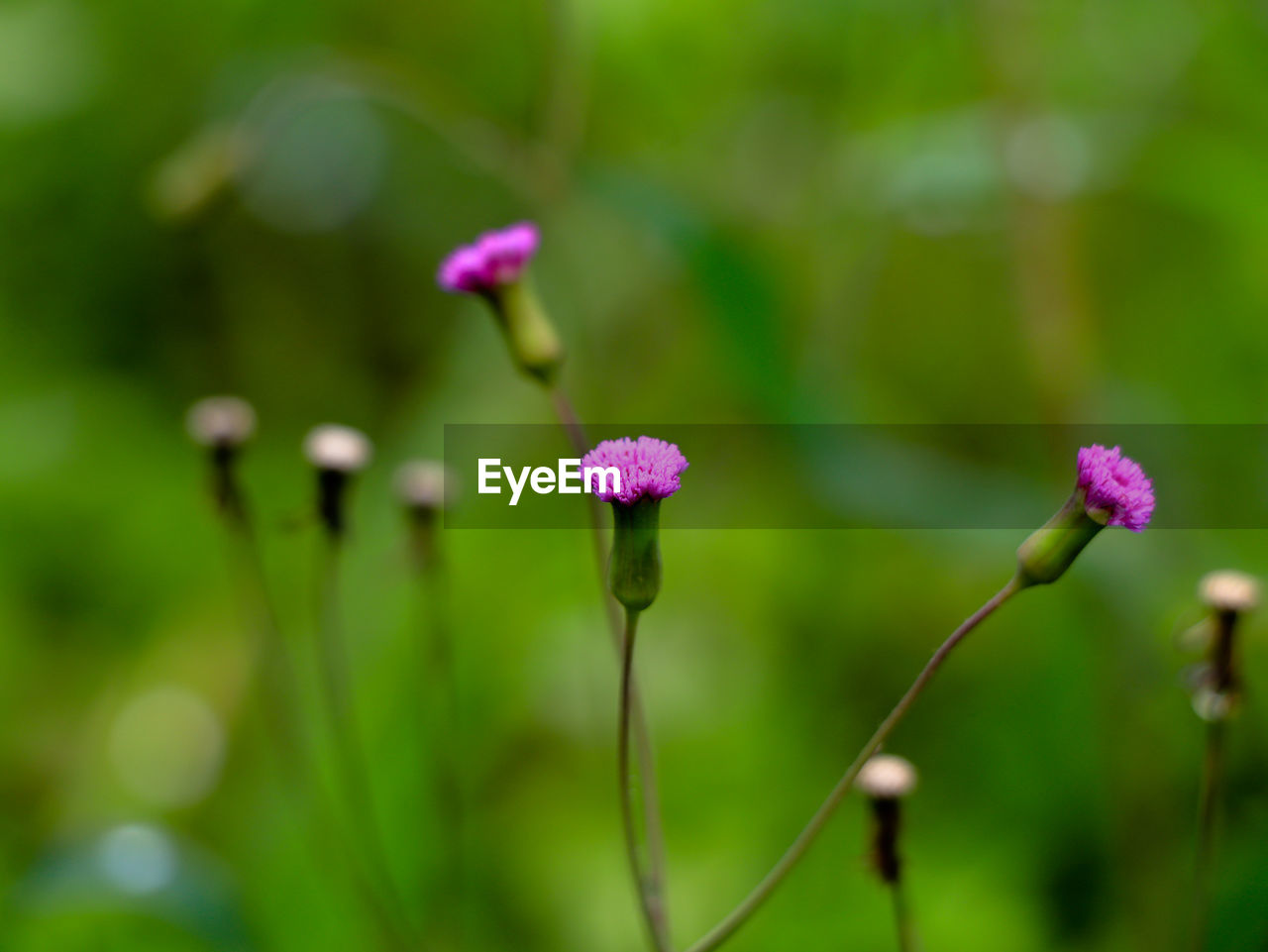 CLOSE-UP OF PURPLE FLOWERING PLANTS