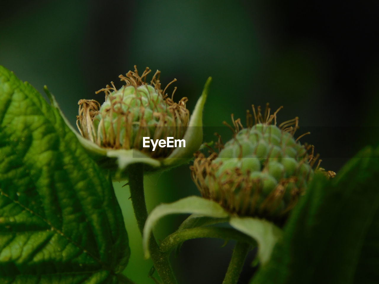 Close-up of white flower buds